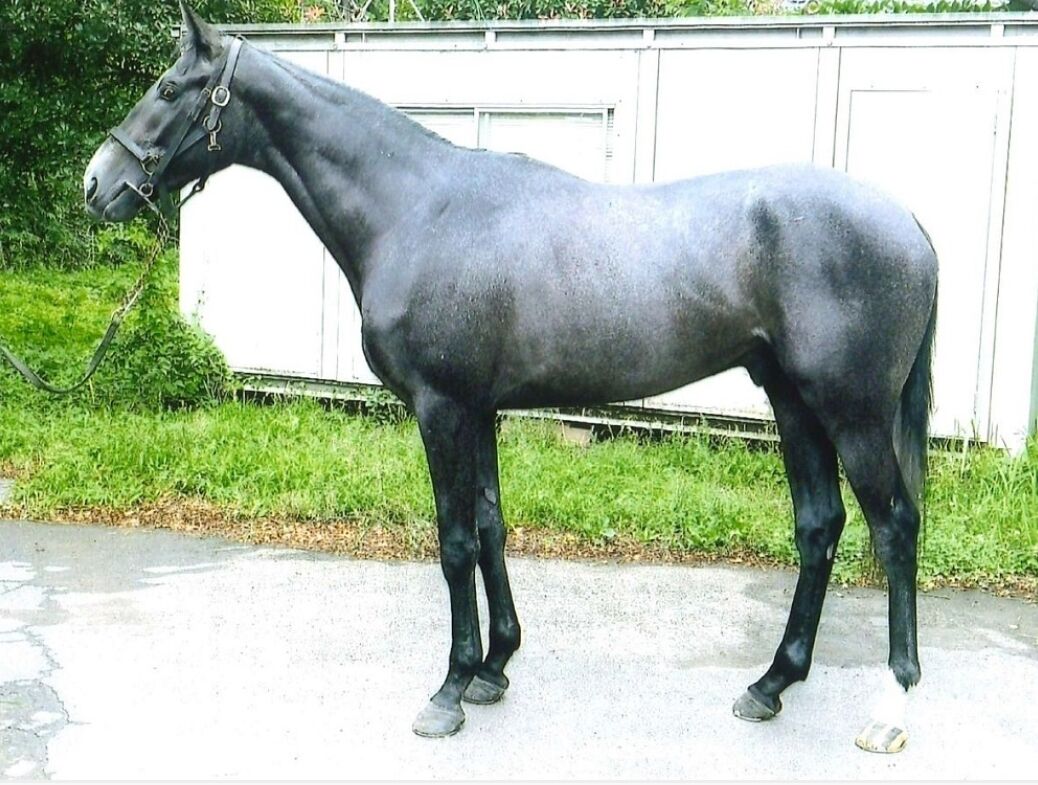 ブルーローズシップ 新馬戦除外 馬っ気 ゴールドシップ血統研究家を目指す平凡サラリーマン一口競馬ビボブログ ブルーローズシップ 新馬戦除外 馬っ気 ゴールドシップ血統研究家を目指す平凡サラリーマン一口競馬ビボブログ