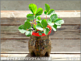 3 15 ペットボトル栽培ii 四季なりイチゴ M Ishiiのエコ本語 旧式