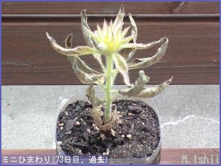 6 26 花のペット栽培観察記 ミニひまわり 1 M Ishiiのエコ本語 旧式 6 26 花のペット栽培観察記 ミニひまわり 1 M Ishiiのエコ本語 旧式