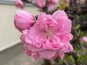 桃の花♪ : 三島コミュニティセンター