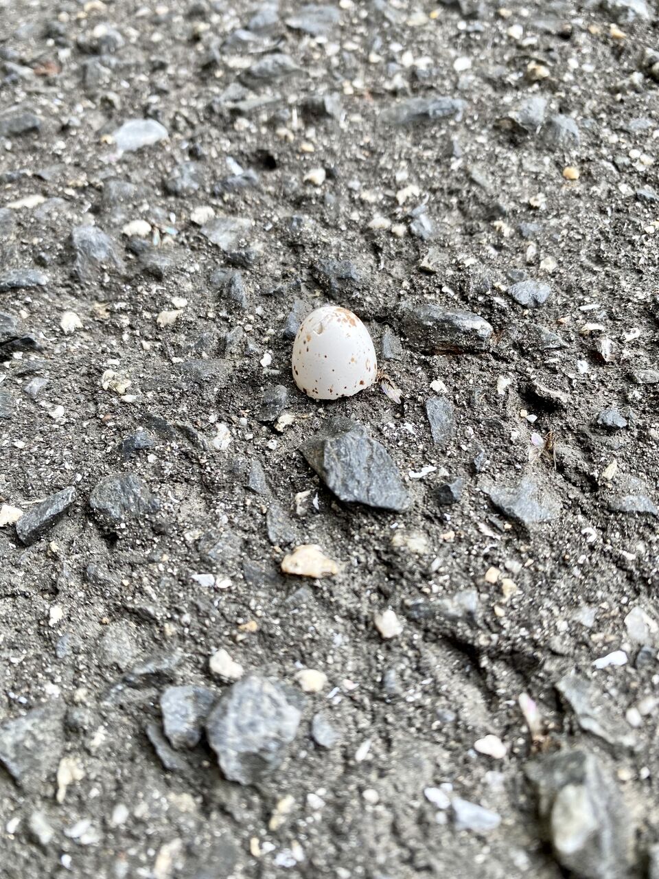 つばめの卵の殻 三島コミュニティセンター