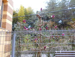 DSCN8734