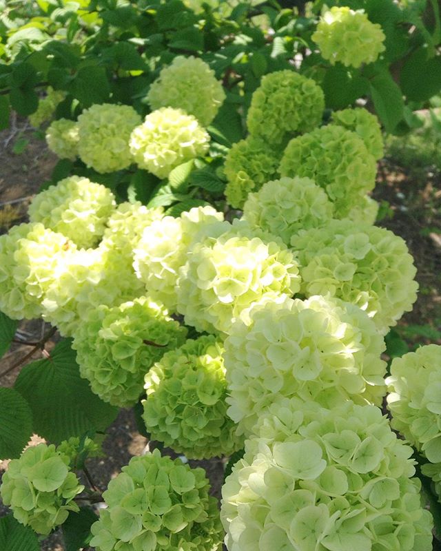 アナベル(紫陽花)の成長日記① : スマイルコート茨木紫明園のブログ