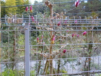 DSCN8736