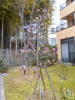 R3.3木蓮1