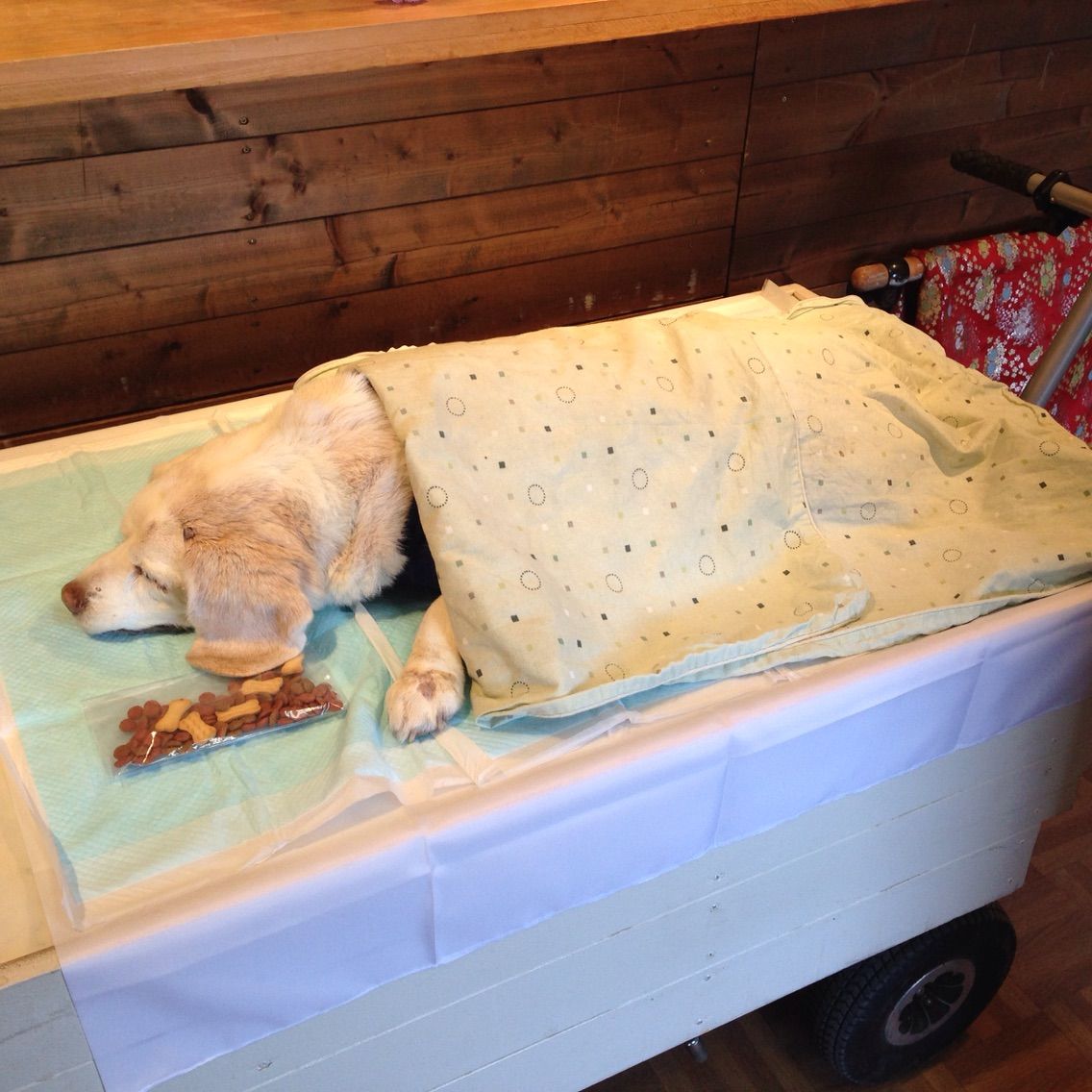 ポチ 永眠です 犬の葬儀について 緑風びばのんのん ポチ 永眠です 犬の葬儀について 緑風びばのんのん