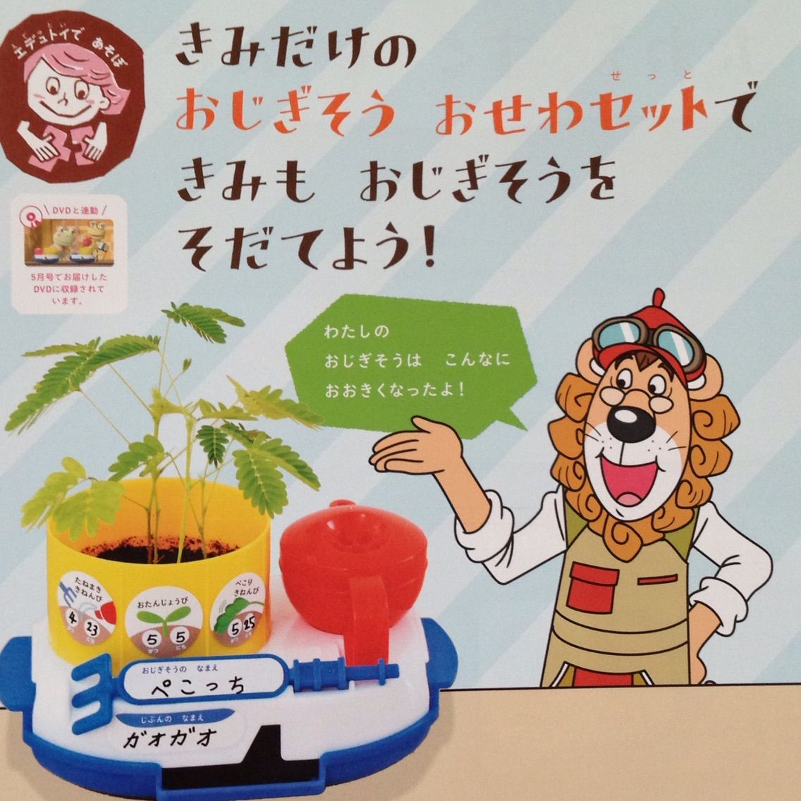 2人目も しまじろう にお世話になっています さんだdeお片づけ