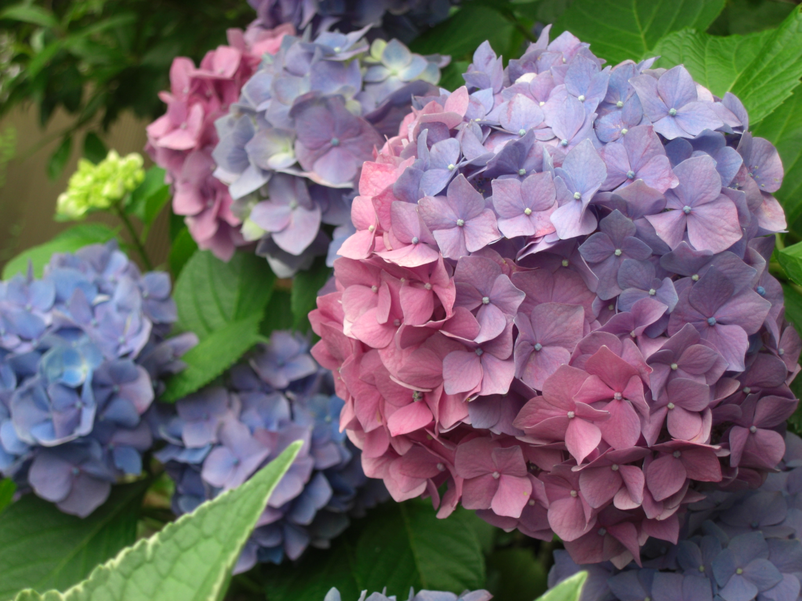 雨上がりの紫陽花 ミシオネスの太陽blog