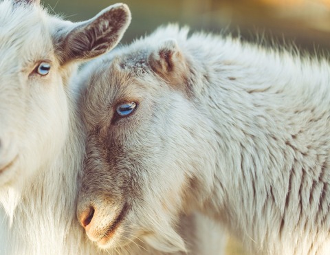 sheep-2592305_1920