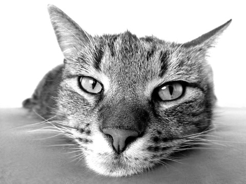 cat-g0f6d0a571_1920