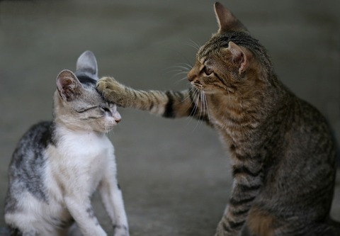 the-cat-3737295_1280