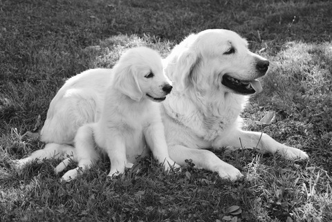 dog-g8541e0d5c_1920