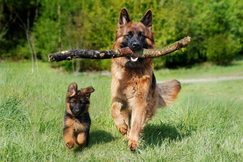 shepherd-dog-g97aa5ace4_1920