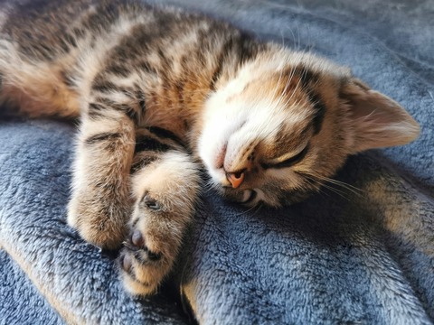 sleeping-cat-5363702_1280