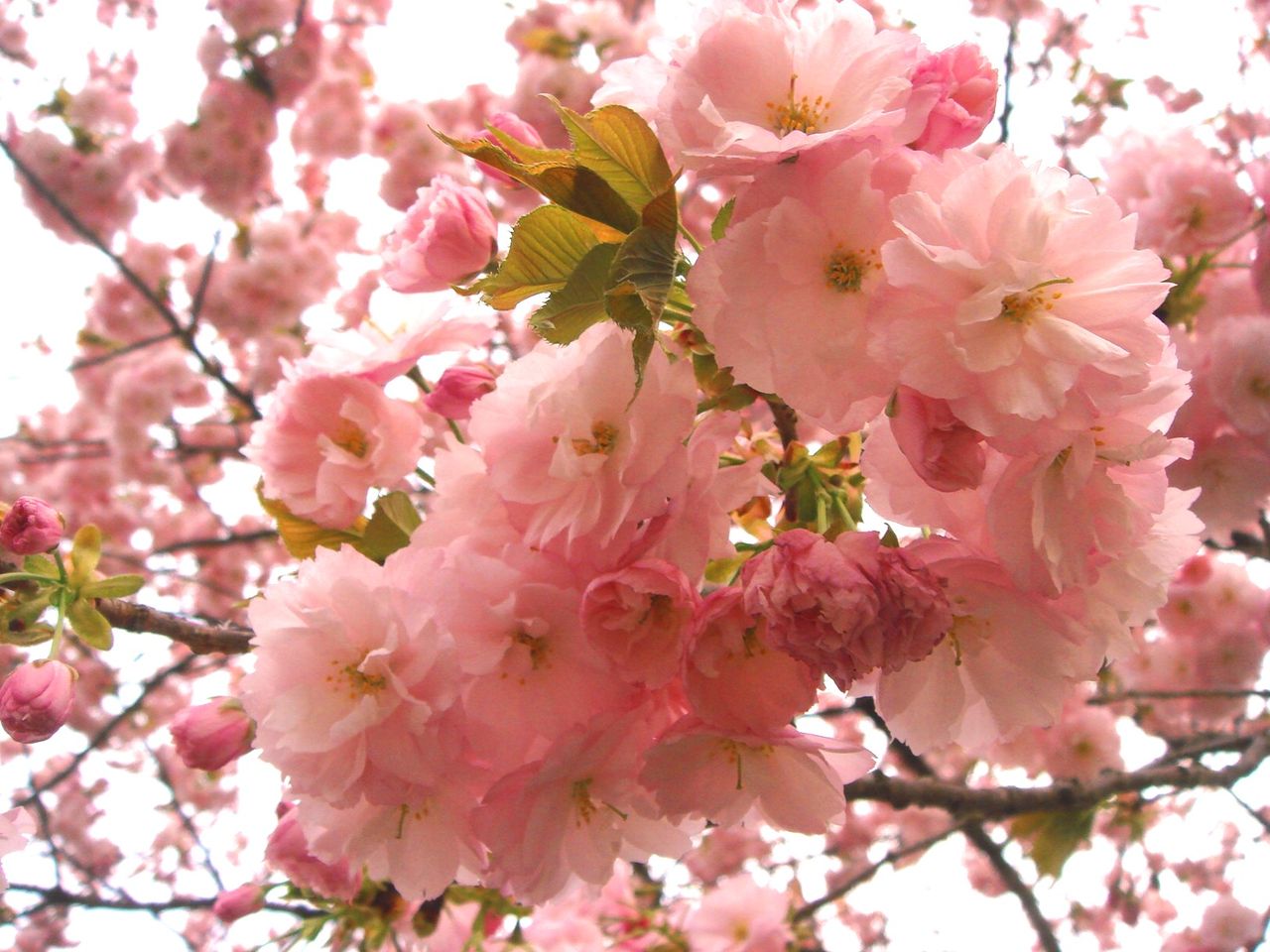 黒田百年桜 京都市右京区 国道477号 日本の車窓から 黒田百年桜 京都市右京区 国道477号 日本の車窓から