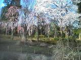 公園の桜
