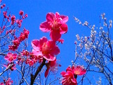 紅い梅さん