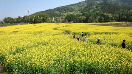 菜の花畑
