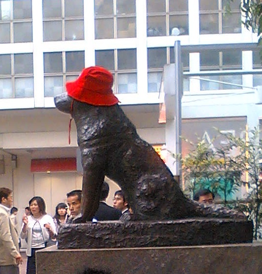 hachi