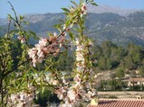 mallorca_2