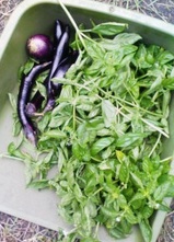 ¥Ð¥¸¥ë¡õ¥Ê¥¹