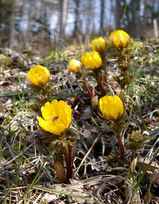 �դ����夽��