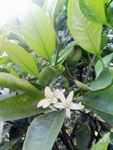 みかんのお花