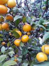 みかんの木