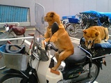 waiting dogs