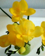 �ե꡼����  for REI