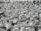swan2