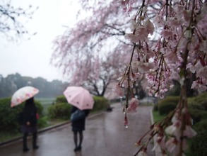 お花見2