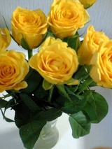 yellow roses
