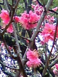 ume