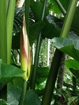 ��������β�