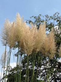 尾花