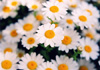 �Ҥʤ���