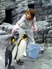 ペンギン