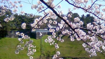 千鳥が淵