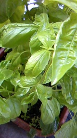 basil