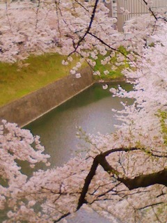 千鳥ヶ淵