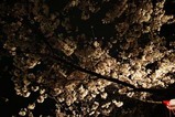 夜桜