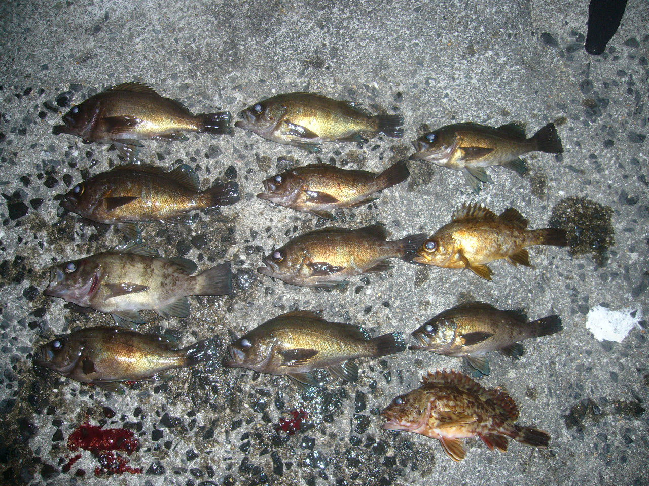 17 3 19 小豆島 谷尻 メバル やっぱ夜釣りですな とこぶしの小豆島釣り日記