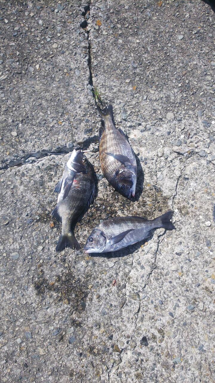 思い出の道具たち③～ダイワHZグレーダーISOF1.2-53～ : とこぶしの