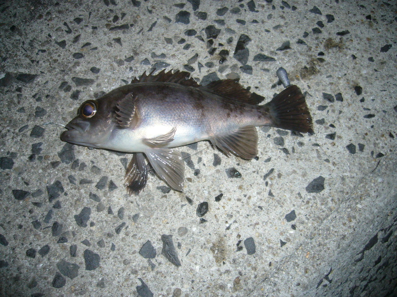 17 3 19 小豆島 谷尻 メバル やっぱ夜釣りですな とこぶしの小豆島釣り日記