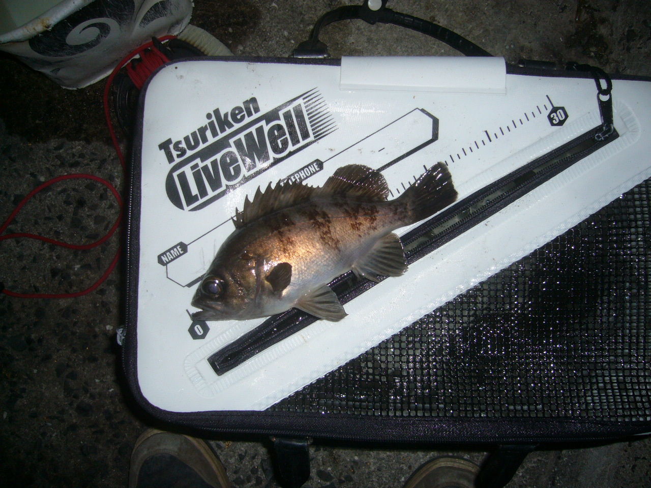 17 3 19 小豆島 谷尻 メバル やっぱ夜釣りですな とこぶしの小豆島釣り日記