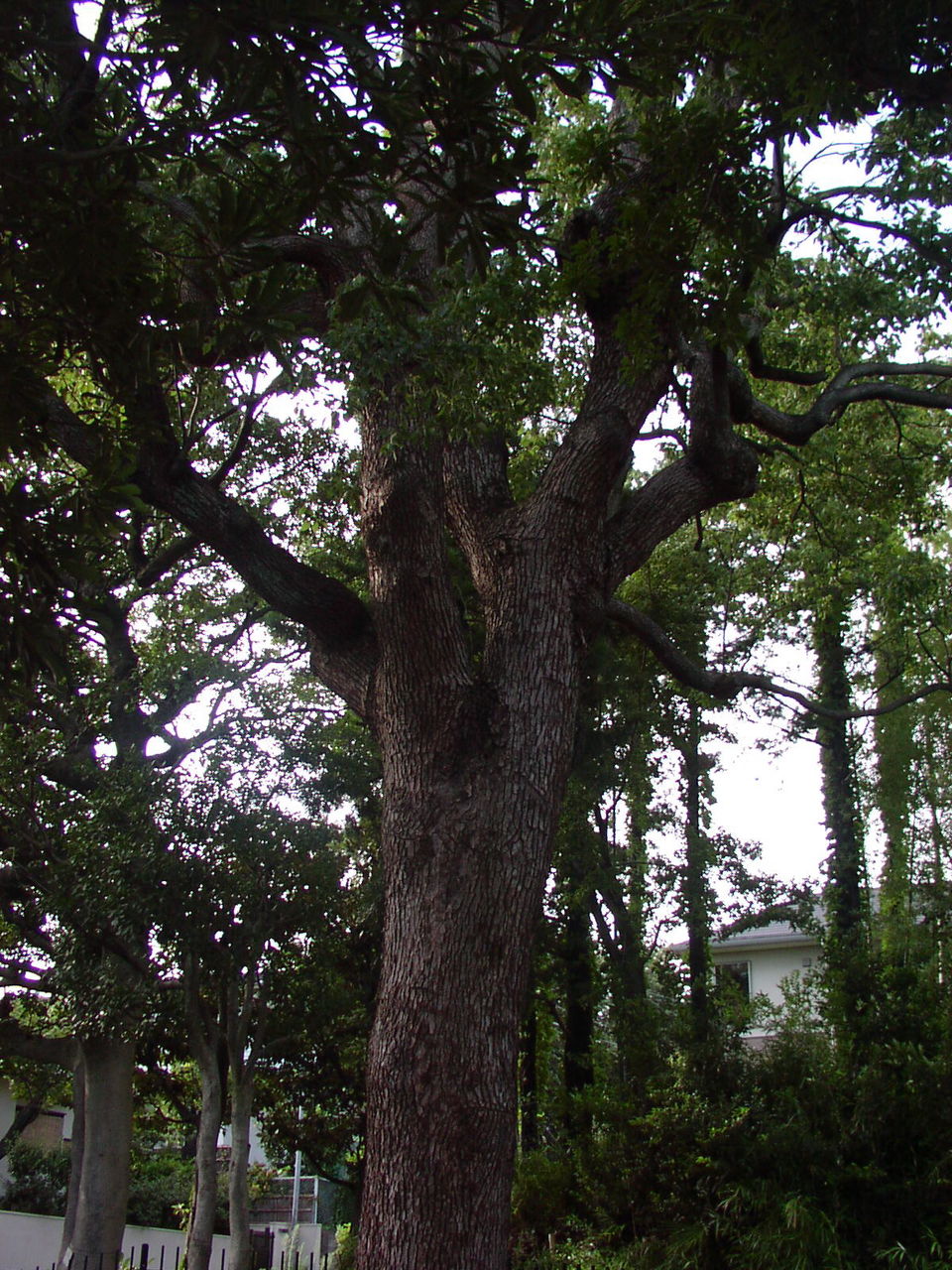 等々力渓谷3 日本庭園 むしむしくん むしむしちゃん2 等々力渓谷3 日本庭園 むしむしくん むしむしちゃん2