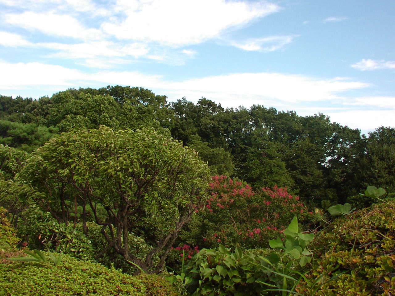 等々力渓谷３ 日本庭園 むしむしくん むしむしちゃん２