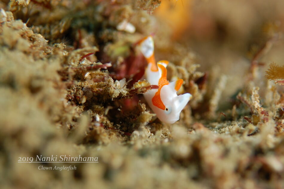 つ ついに出たぁ クマドリカエルアンコウ幼魚 南紀白浜 ミスオーシャンダイビングサービス 今日の海ログ