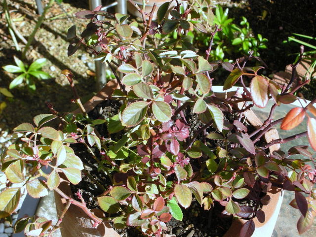 冬支度 ミニバラ編 おやじのバラ日誌